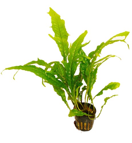 Neu javafarn tropica - neu!,