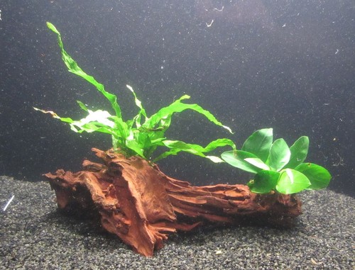 Mangrove mit anubias - mangrove,