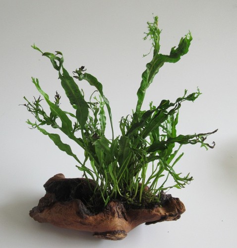 Mopani mit microsorium - mopani,
