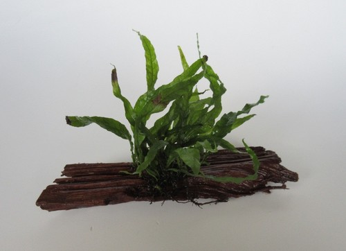Mangrovenholz microsorium - m.,