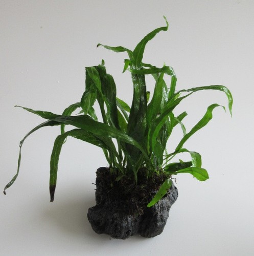 Black lava rock mit - lava,