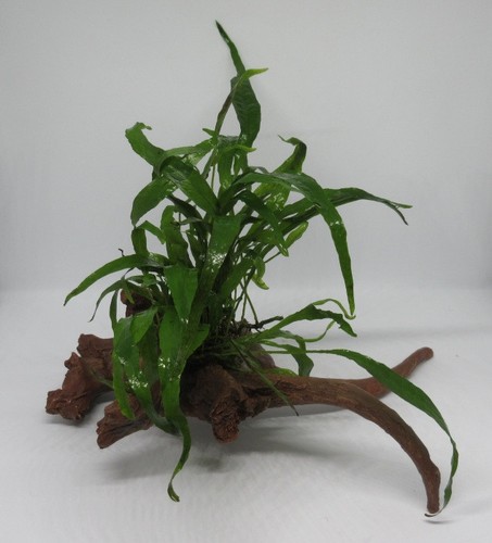 Treibholz microsorium - m.,