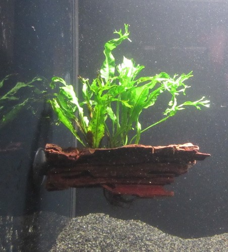 Wurzel saugnapf microsorium - wurzel+saugnapf, m.