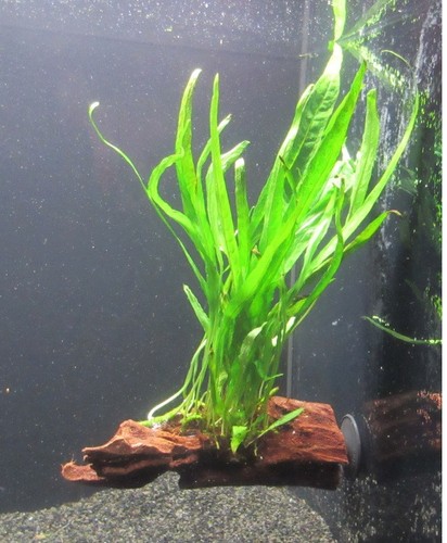 Wurzel saugnapf microsorium - wurzel+saugnapf,