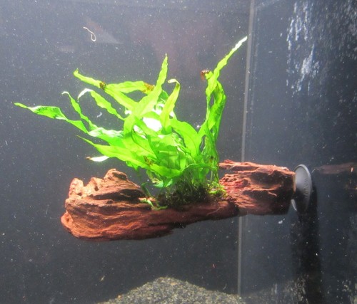 Wurzel saugnapf microsorium - wurzel+saugnapf, m.
