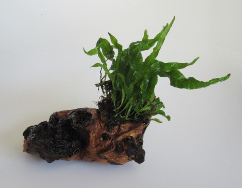 Mopani microsorium pt - mopani, m.
