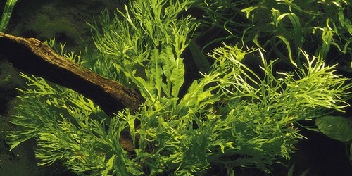 Java fern microsorium windelov - fern,