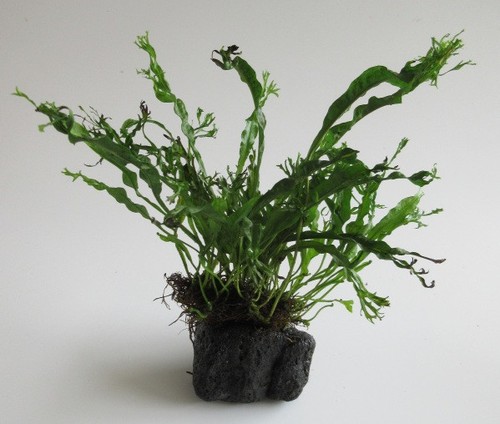 Black lava rock - black,