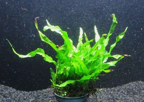 Microsorium pteropus petit - ,