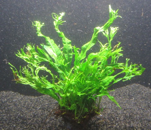 Microsorium pteropus windelov