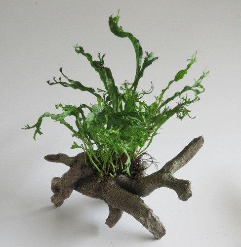 Urwaldbaum mit microsorium - mit,