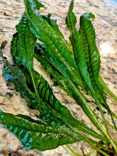 Java fern microsorium pteropus - fern,