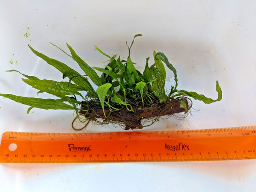Java fern microsorium - fern,