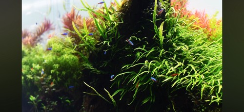Loose java fern - loose,