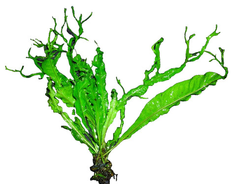 Javafarn microsorium - -,
