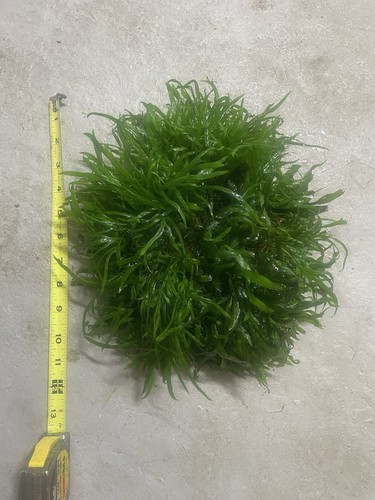 Java fern mini - java,