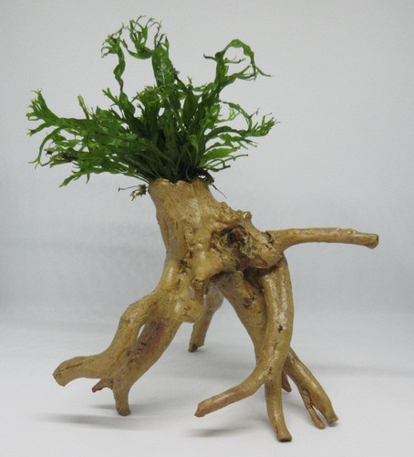 Fingerwurzel microsorium - fingerwurzel, m.