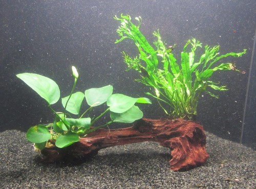 Mangrove mit anubias barteri - barteri, &