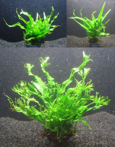 Microsorium trio javafarn - microsorium,