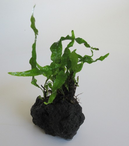 Black lava rock - black,
