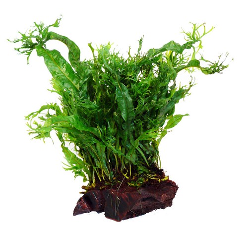 Bonsai wurzel mit - (5-8cm),