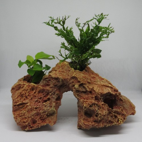 Versteinertes laub anubias - versteinertes,