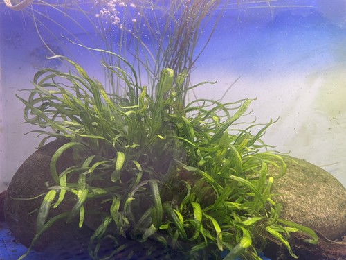 Loose java fern mini - java,