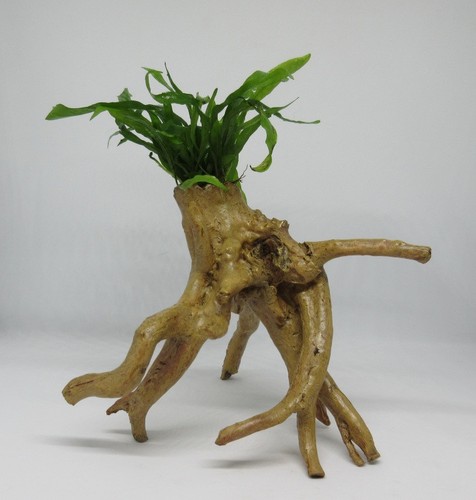Fingerwurzel microsorium - fingerwurzel, m.