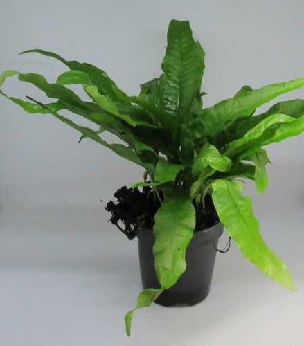 Mutterpflanze microsorium - mutterpflanze,