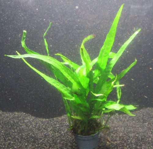 Microsorium pteropus - ,