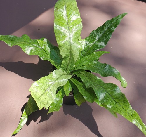 Crocodile fern plant live - crocodile,