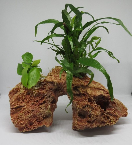Versteinertes laub anubias - versteinertes,